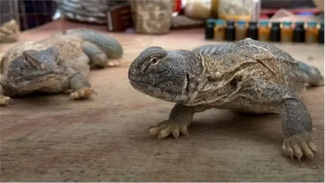 శాండా బల్లి