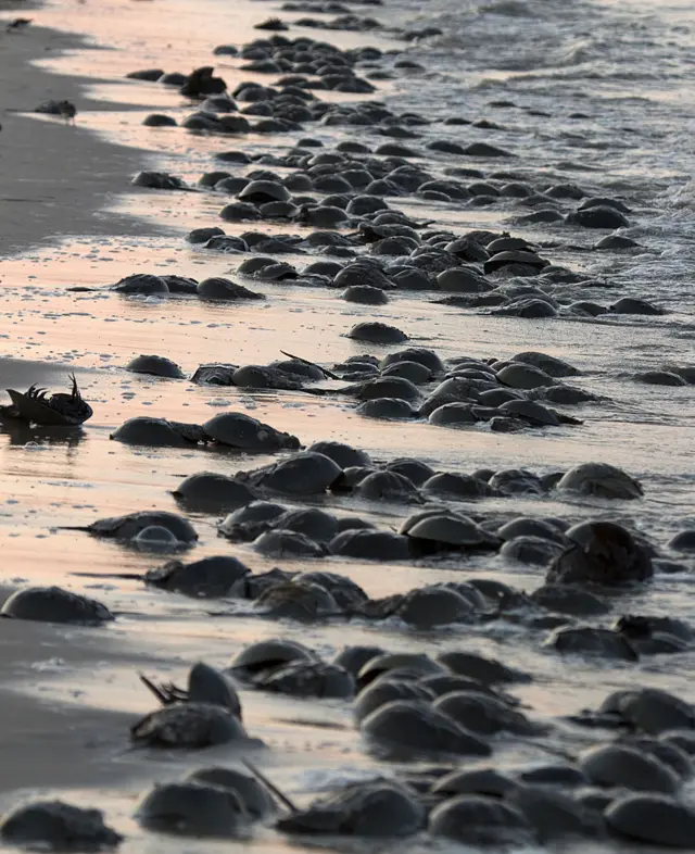 Cangrejos herradura llegando a la bahía de Delaware.
