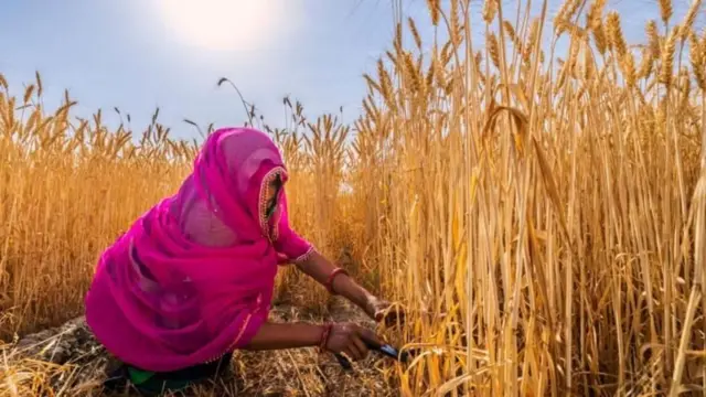 43-44° સેલ્સિયસ તાપમાનમાં કામ કરતી મહિલા ખેડૂતો કેવી-કેવી તકલીફોનો સામનો કરે છે? ઉનાળો ગરમી તાપમાન ચોમાસું પાણી ખેતર ખેડૂત ખેત ખાતર પાણી વરસાદ બીબીસી ગુજરાતી ગુજરાત સમાચાર બપોર