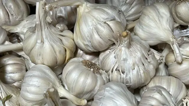 వెల్లుల్లి 