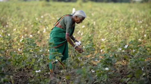 పొలంలో పత్తి ఏరుతున్న తెలంగాణ మహిళ