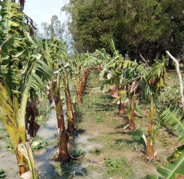 ओला वृष्टि के बाद खेत की हालत