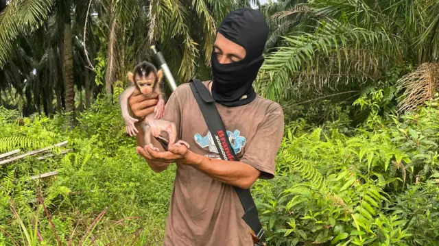 Perburuan monyet marak terjadi di Sumatra karena memiliki nilai ekonomi.