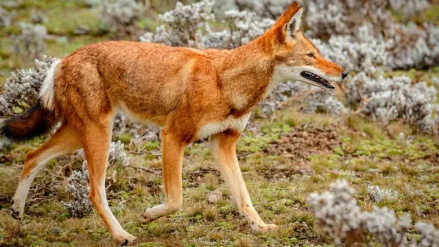 эфиопский шакал (каберу)