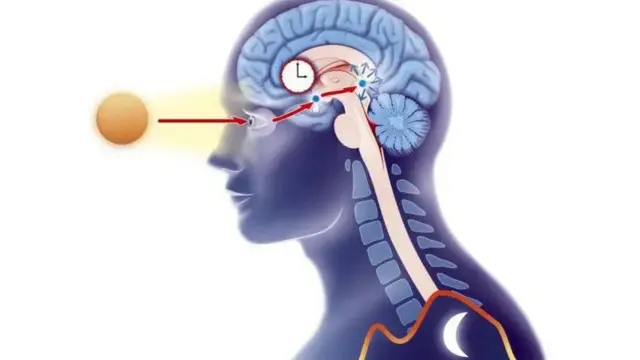 Maskaxda Bini'aadamka