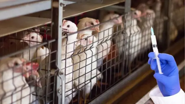 బ్రాయిలర్ కోళ్లకు ఇంజెక్షన్