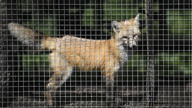 Лиса в клетке