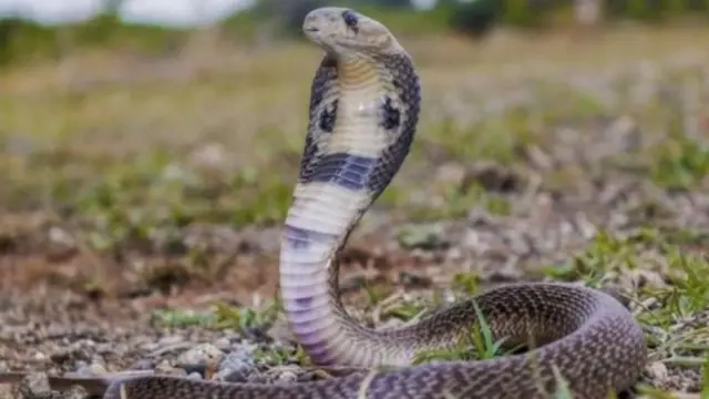 పాముకాటు