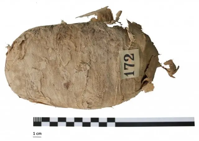 Swansea University of mummified remains of an Egyptian Cobra