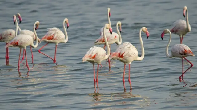 கண்டம் விட்டு கண்டம் வரும் பிளமிங்கோ.