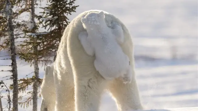 ध्रुवीय अस्वल, वन्यजीव, पर्यावरण