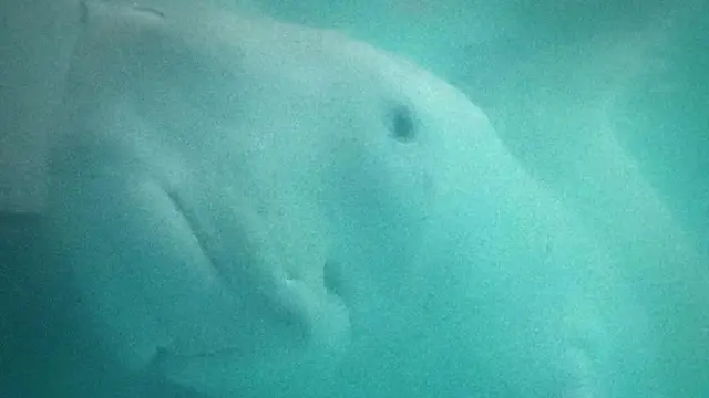 ยามีล ลูกพะยูนเพศผู้