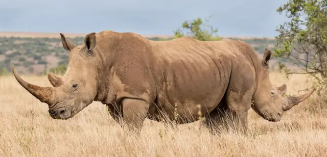 Foto del concurso Comedy Wildlife Photography Awards George Dian Bala