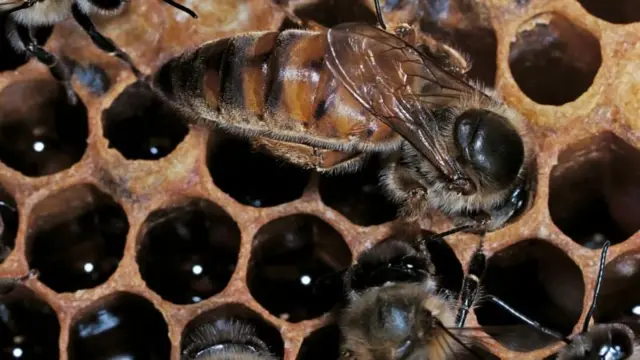 બીબીસી ગુજરાતી મધમાખી રાણી ફેરોમોન જીવવિજ્ઞાન લાર્વા