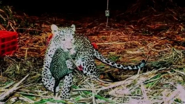 ਮਨੁੱਖੀ ਕੋਸ਼ਿਸ਼ ਸਦਕਾ ਮਾਂ ਬੱਚਿਆਂ ਨੂੰ ਮਿਲੀ