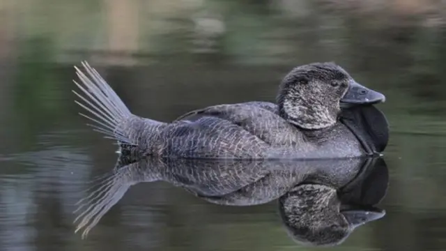 качур