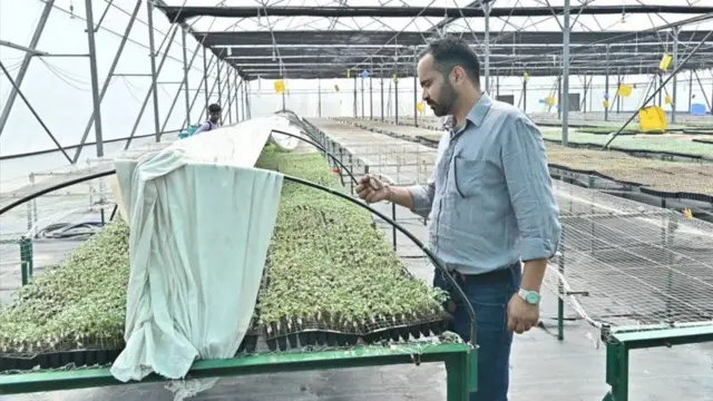 وہ پیوند کاری کے لیے ڈرپ اریگیشن تکنیک کا استعمال کر رہے ہیں 