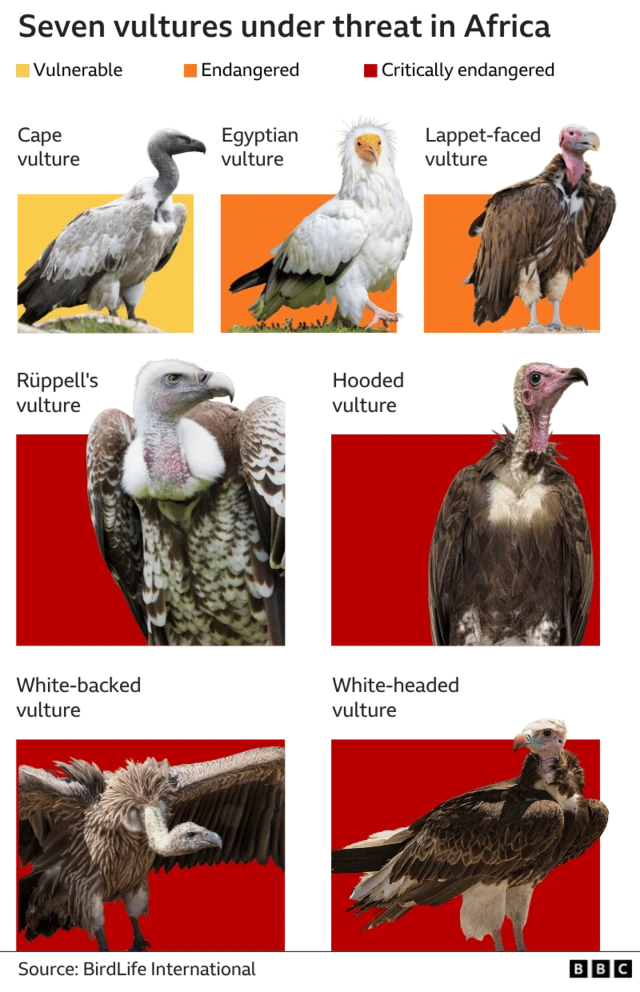 A graphic titled Vultures under threat for Africa wey show seven species wey dey vulnerable, endangered or critically endangered.