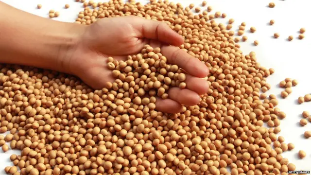 सोयाबीन