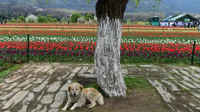 नरगिस के फूल