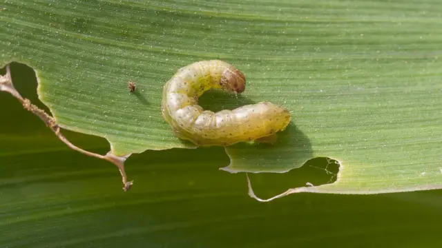 16 கால்கள்; 300 முட்டை இட்டு அச்சுறுத்தும் படைப்புழுக்கள்: பரிதவிக்கும் விவசாயிகள்
