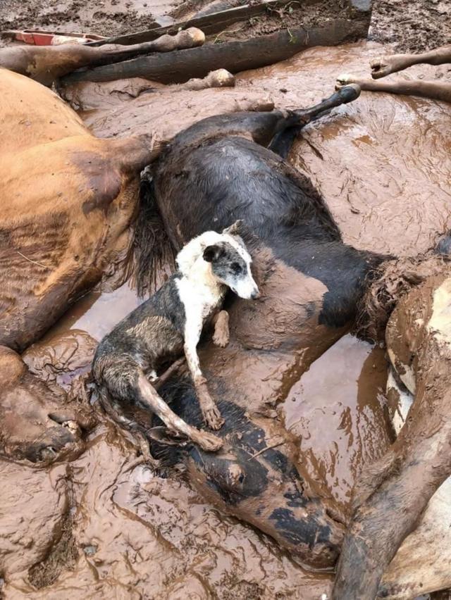 Cachorro em cima de cavalo em meio  lama