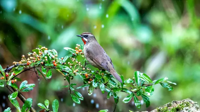 A Siberian Rubythroat stands on a branch in the Jfo Mountain National Nature Reserve in Chongqing, China, on Oct. 10, 2021.