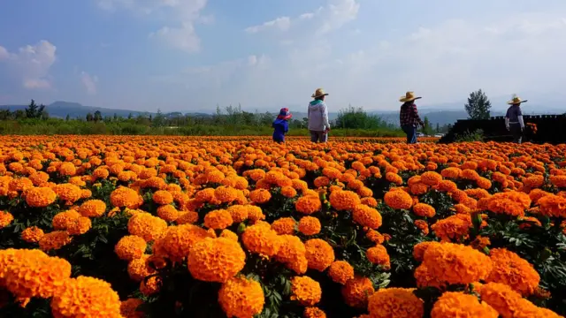 Campo con la flor de cempasúchil.
