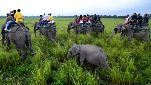 हाथियों की सवारी करते सैलानी