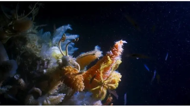 Di perairan dalam di Antarctic Sound, tim Blue Planet II menemukan hamparan kehidupan, dengan tutupan invertebrata yang rapat termasuk spons raksasa berukuran dua meter.