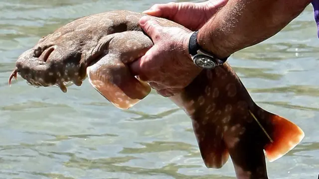 Tubarão da família Orectolobidae