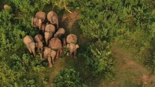 বন্যহাতি