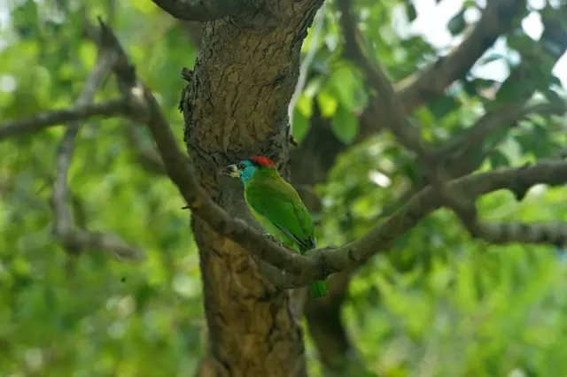 இயற்கை, உடல் ஆரோக்கியம், மன ஆரோக்கியம், பறவையின் இசை