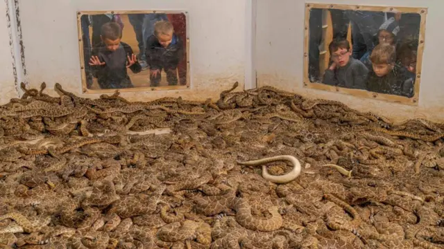 أفاعي الجرس 