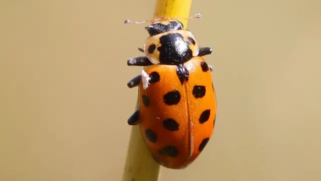Rare ladybird recorded in the New Forest is a UK first