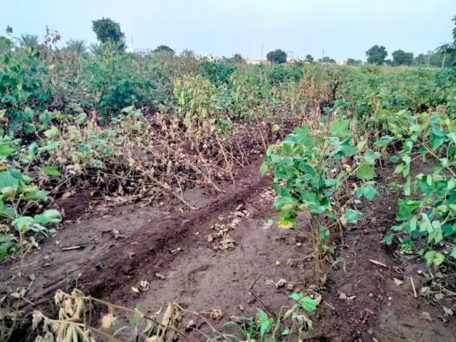 ખેતી, વરસાદ, હવામાન, ગુજરાત, ચોમાસુ, પાક, કૃષી, ખેડૂત, કપાસ