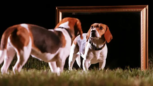 สุนัขกับเงาสะท้อน 