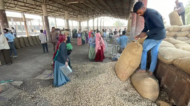 રાજકોટના જૂના માર્કેટિંગ યાર્ડમાં એક ખરીદી કેન્દ્ર પર રવિવાર, 9 નવેમ્બર 2025ના રોજ પોતાની મગફળી ઉતારી રહેલ ખેડૂતો