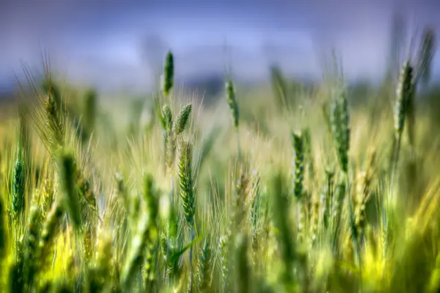 પ્રતીકાત્મક તસવીર બોગસ ખેડૂત ખેતી વરસાદ ચોમાસું પાક ખેતર પશુપાલન ગુજરાત ગુજરાતીમાં સમાચાર બીબીસી