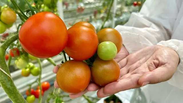 Un científico en la Universidad de Wageningen muestra un planta con tomates maduros de gran tamaño en un invernadero de alta tecnología