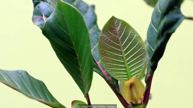 જીન અને ટોનિક પણ એક પીણા તરીકે 'ફીવર ટ્રી' સાથે સંકળાઈ ગયું