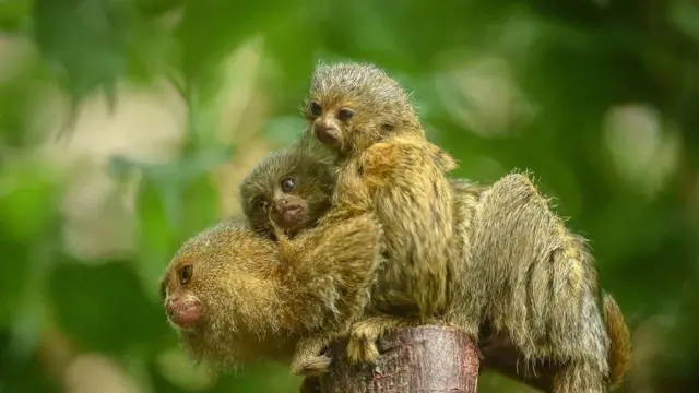 मर्मोसेट