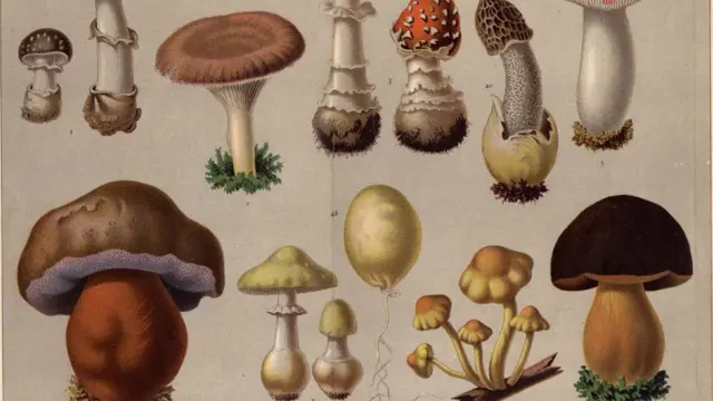 تصویری از قارچ‌های سمی در دایره‌المعارف قارچ‌ها