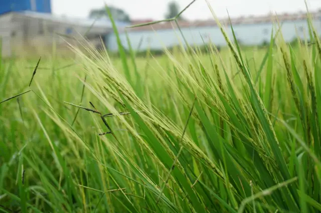 जङ्गली धान बाँके