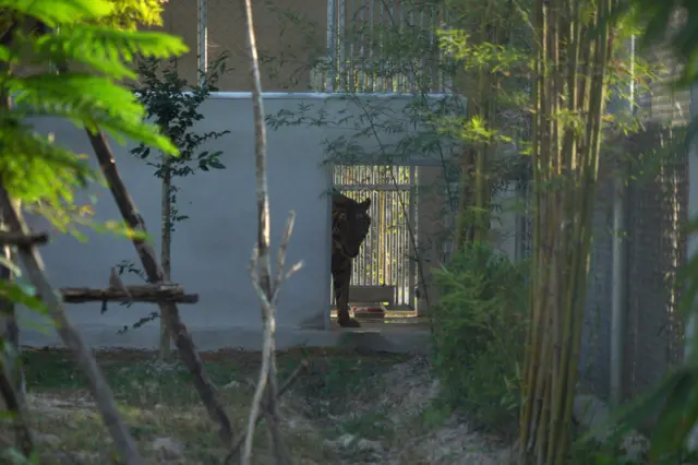 Rambo in the new cage at WFFT
