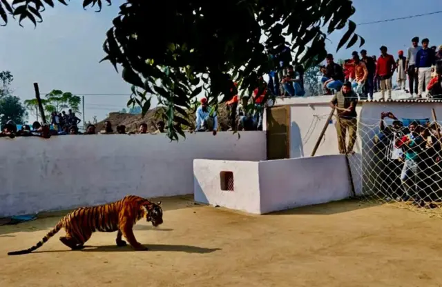 প্রায় ৫-৬ ঘণ্টার চেষ্টায় শেষ পর্যন্ত উদ্ধার করে নিয়ে যাওয়া হয় বাঘিনীটিকে।