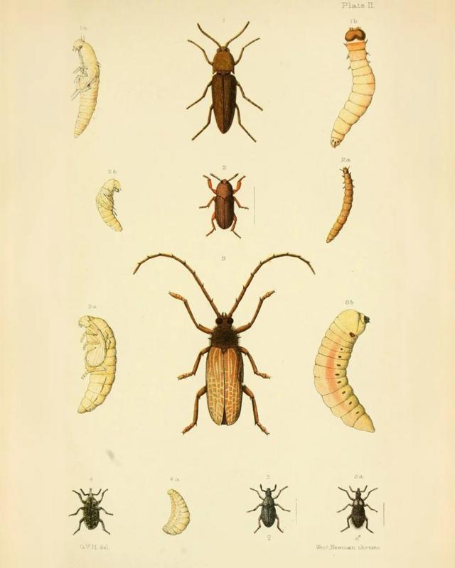 комахи