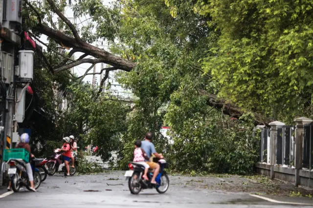 ต้นไม้ล้ม