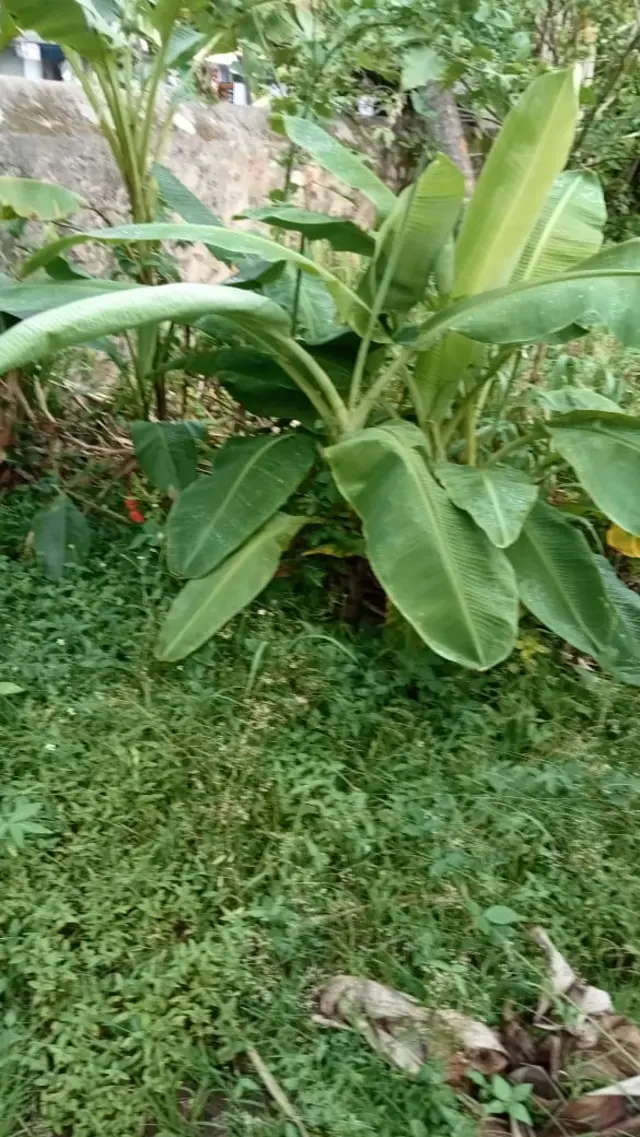 அரிய வகை வாழைகள்