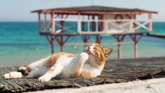 A cool cat, licking its front paws while resting by the sea, there's a pier in the background.